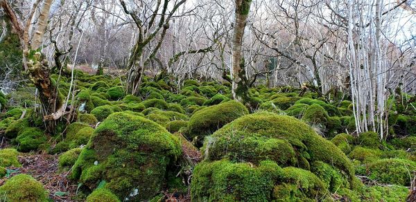 View of trees in forest