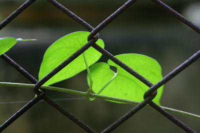 Backlit green leaves
close-up of chainlink fence