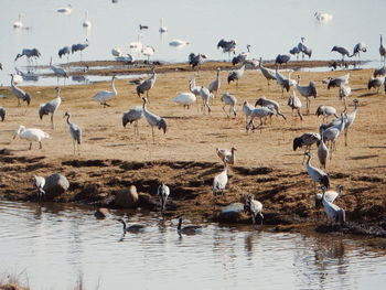 Flock of birds by lake