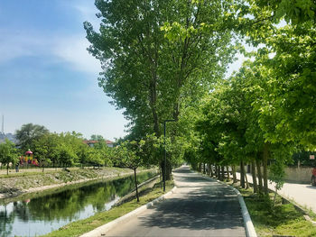 Trees by footpath in park against sky