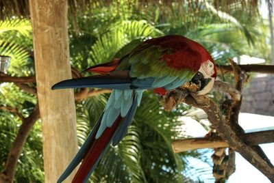 Low angle view of parrot perching on tree