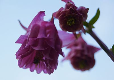 Close-up of pink flowers