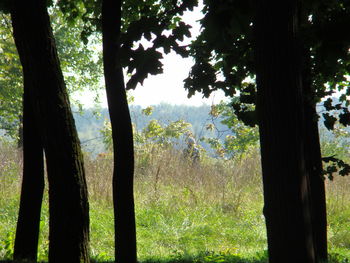 Trees growing in forest