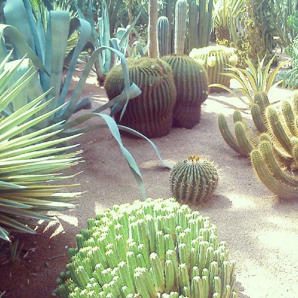 growth, cactus, plant, green color, leaf, palm tree, nature, beauty in nature, sunlight, freshness, high angle view, day, succulent plant, abundance, potted plant, growing, outdoors, no people, green, tranquility