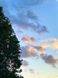 Low angle view of tree against sky