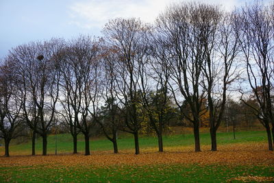 Trees against sky