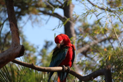 Close-up of scarlet macaws perching on tree