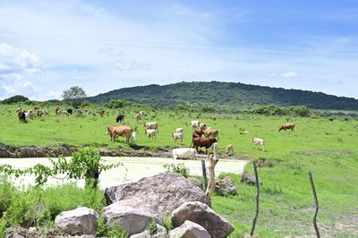 Cows on field against sky