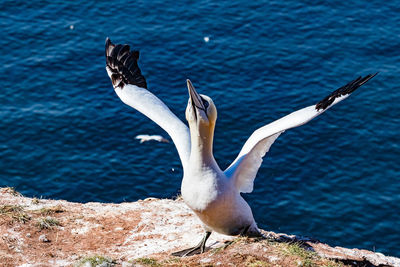 Seagulls flying over sea