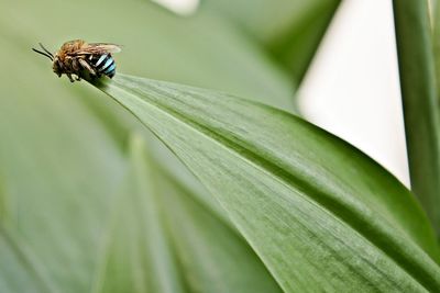 Close-up of bee on leaf