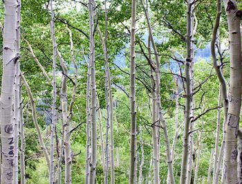 View of trees in forest