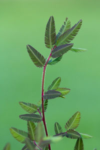 Close-up of plant
