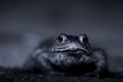 Close-up of lizard