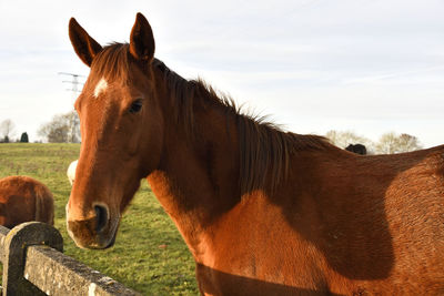 Horse standing on field against sky