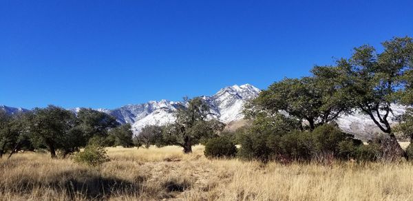 Trees on landscape against clear blue sky