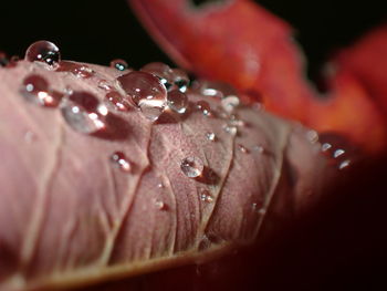 Close-up of wet red rose flower