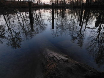 Reflection of trees in water