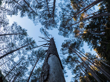 Low angle view of trees in forest against sky