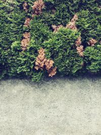 High angle view of trees growing on field