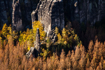 Pine trees in forest