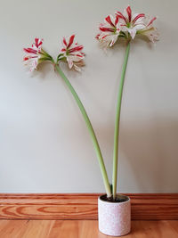 Close-up of potted plant on table at home