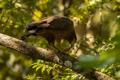 Bird perching on a branch