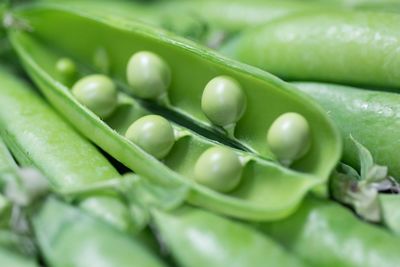 Close-up of green chili peppers