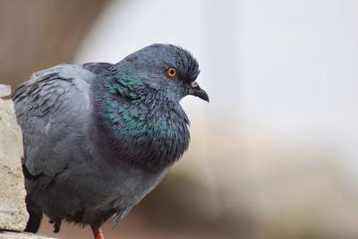 Close-up of bird