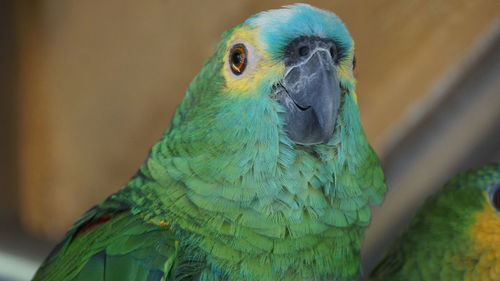 Close-up of parrot