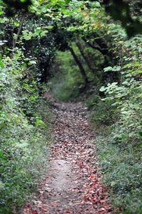 Footpath amidst trees in forest