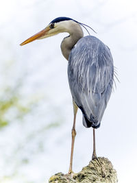 Rear view of gray heron perching on rock