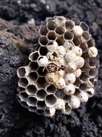 Close-up of bee on dry leaf