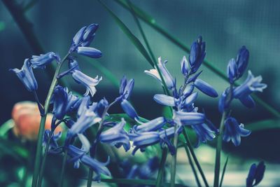 Close-up of purple flowering plants