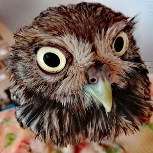 Close-up portrait of owl