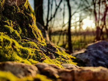 Close-up of moss on tree trunk