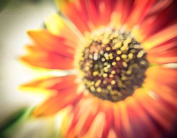 Macro shot of daisy flower