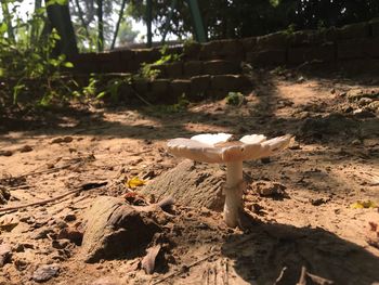 Close-up of mushroom on field