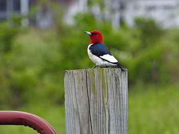 Close-up of bird perching on wooden post