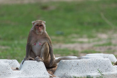 Monkey looking away while sitting on rock against wall