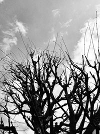 Low angle view of flower tree against sky