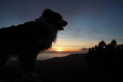 Silhouette of dog at sunset