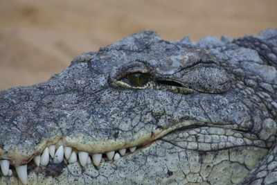 Close-up of a lizard