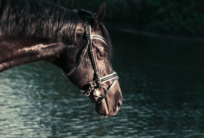 Close-up of horse in ranch