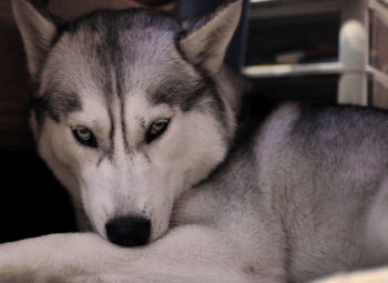 Close-up portrait of dog relaxing