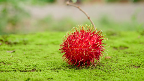 Close-up of red berries on field