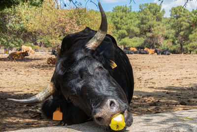 Funny black cow eating an apple at sierra de guadarrama, madrid, spain.