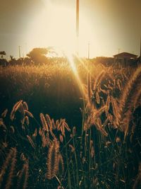 Sun shining over field