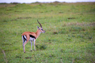 Side view of deer on field