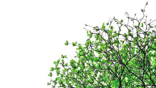 Low angle view of tree against sky