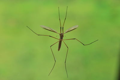 Close-up of insect